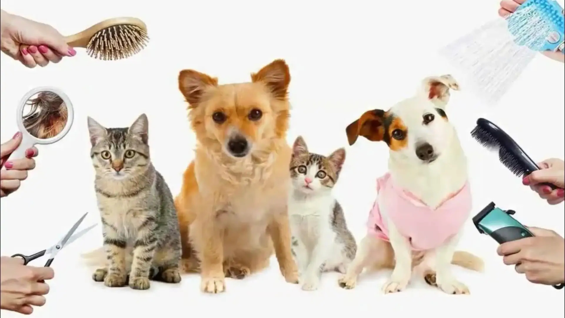 Trusted Pet Experts Near You