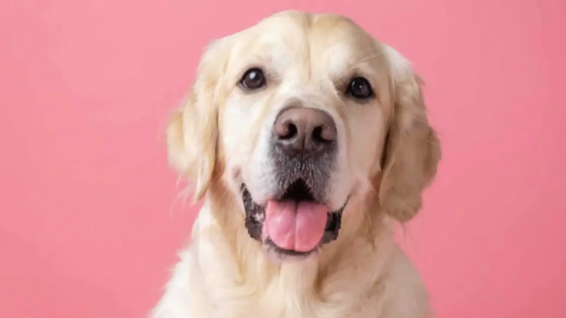 Happy Pets, Relaxed Pet Parents